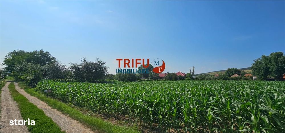 Teren intravilan in Sard 928