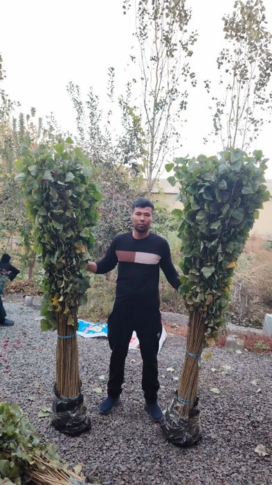 Terak kochatlar optim