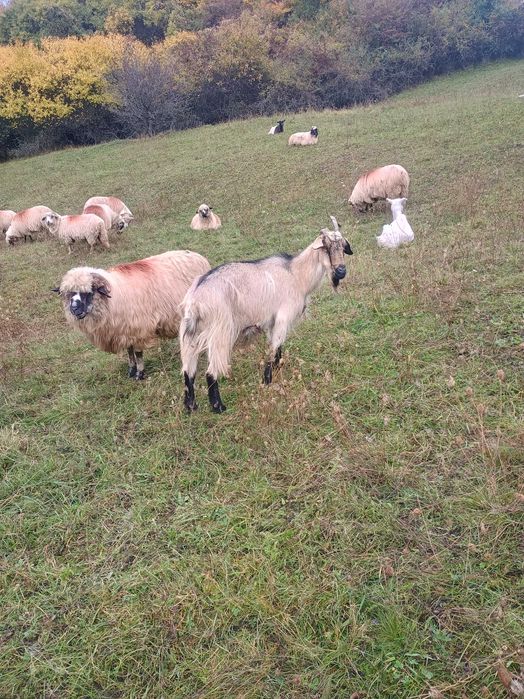 Vând 4 capre și un țap