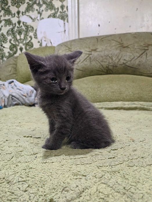 Красивые котята 1 месяц