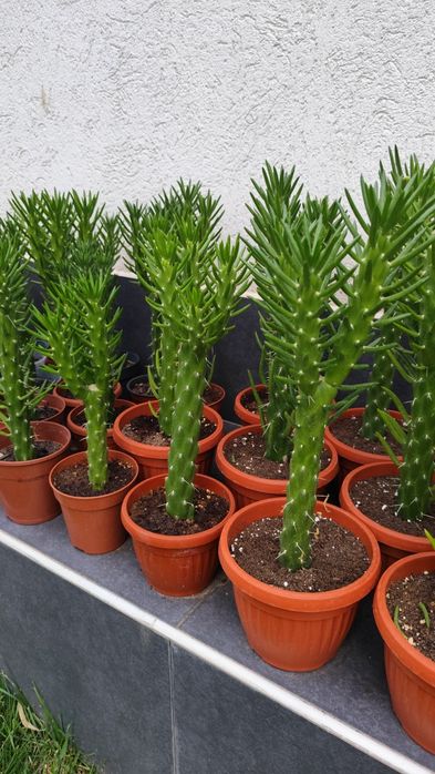 Продавам кактуси Austrocylindropuntia subulata, известен като кактус „Иглата на Ева“ (Eve’s needle).