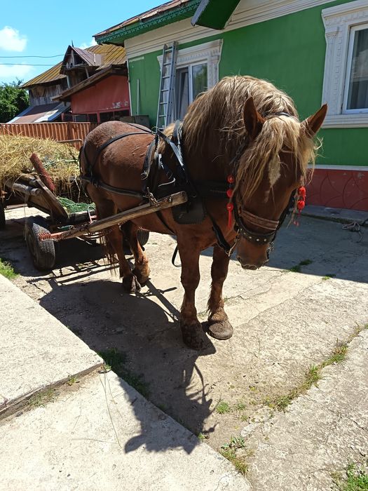 Vând harmasar Linia Fitero