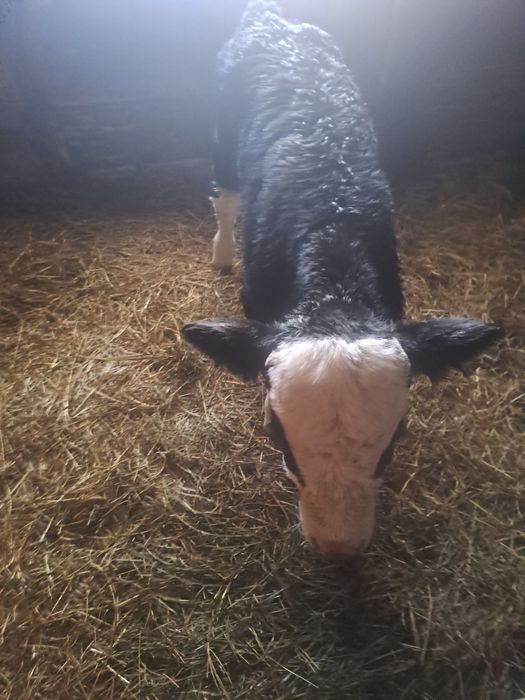 Продам телёнка, бычка.