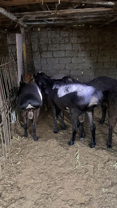 Qurbonlik uchun uyda boqilgan qo’chqorlar sotiladi
