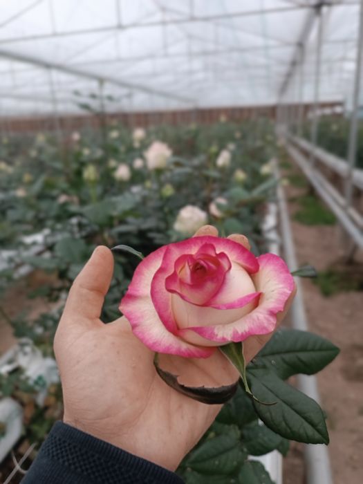 Atirgul biznesi bo'yicha ko'chatlla sotamiz