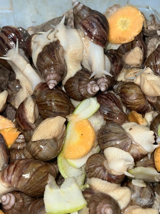 Ulitkalar Shilliqurtlar