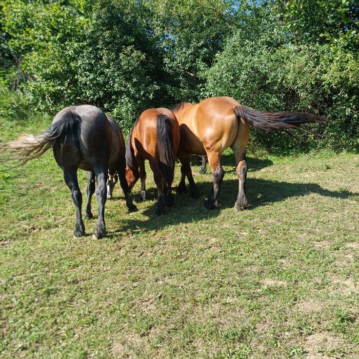 Vând o mânză de 3 ani si 2 mânzi de 1 an si de 2 ani