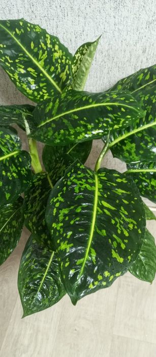 Продам дифенбахия рефлектор