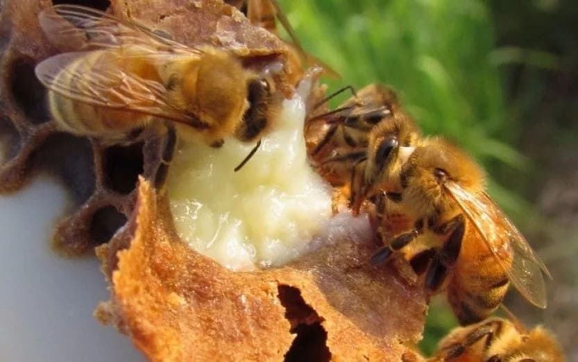 Пчеличное маточное молочко