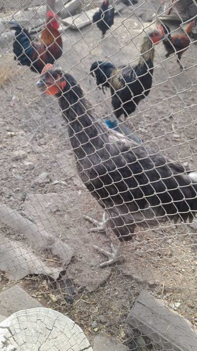 Джерсийский гигант