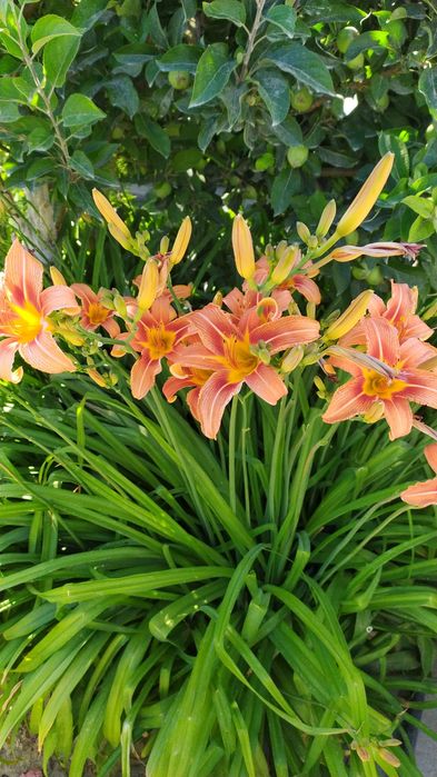 Цветы многолетние