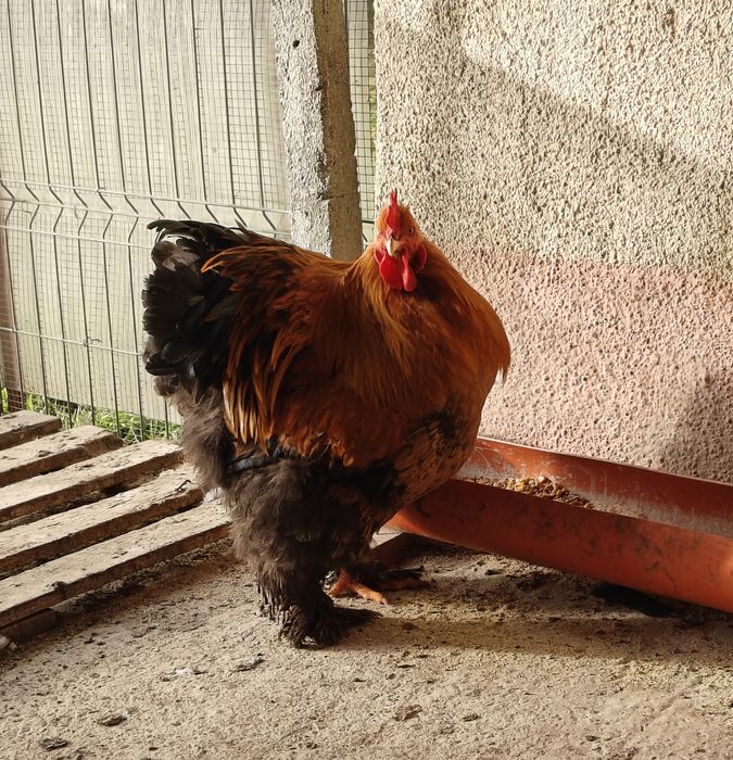 Cocoși rasă de vânzare