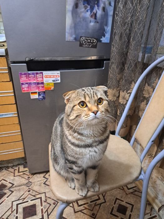 Вязка красивого котика