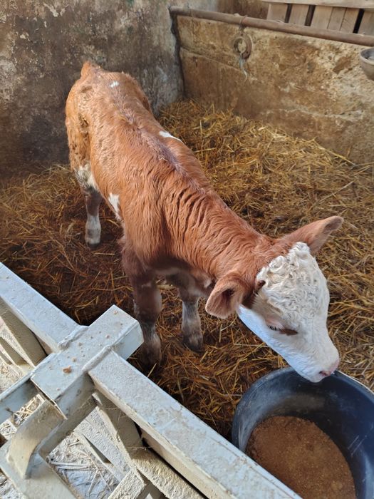 Tauras baltat austriac 10 zile