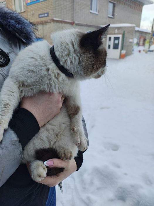 Котик  бесплатно