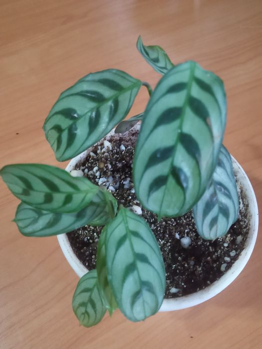 Антуриум сигониум