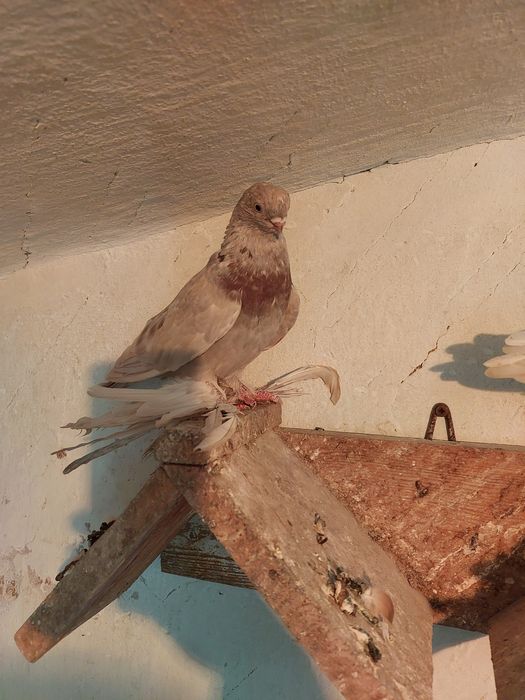 Продам породистых голубей