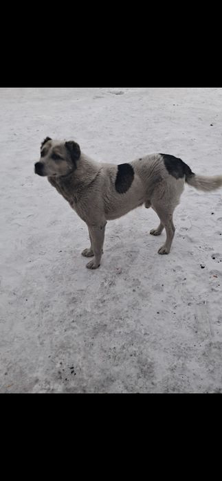 Отдам собаку алабай