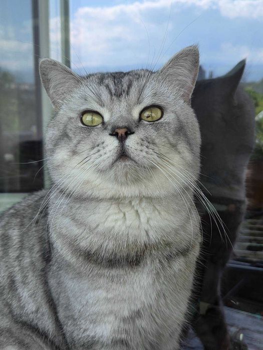 котета Британска късокосместа