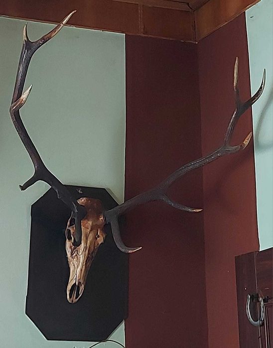 Vând trofeu cu 10 ramuri, mare și frumos - 500 lei