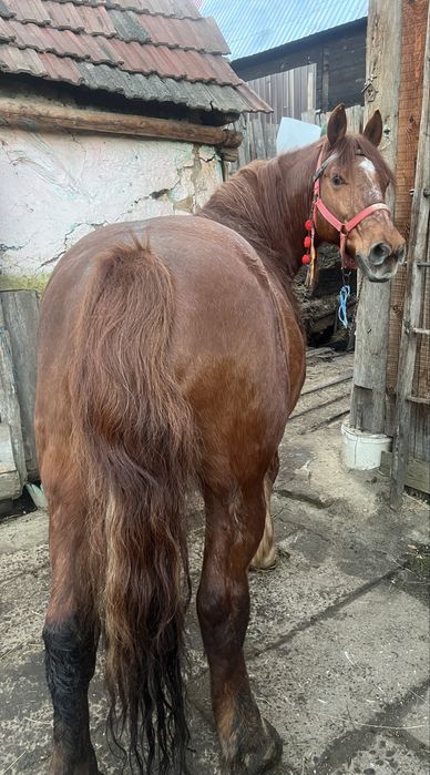 De vanzare cal castrat