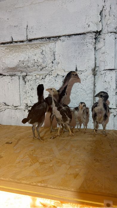 Бойцовые цыплята Дакан