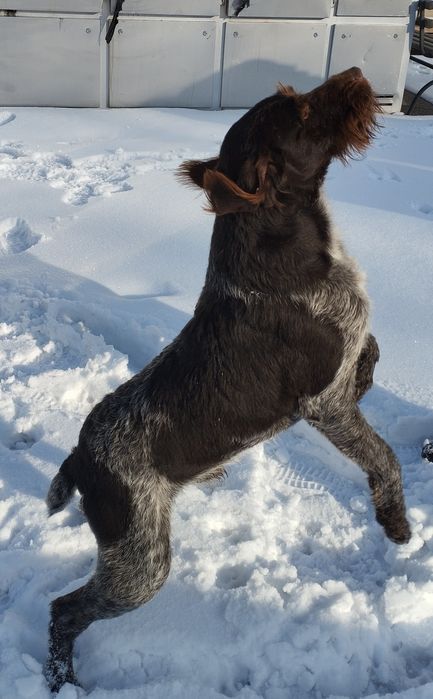 Дратхаар на вязку