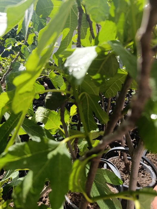 Анжир кучат инжир.. 50минг с