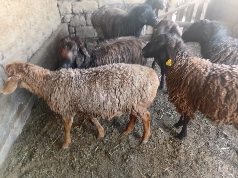 Шаруа қошқарлар  бар