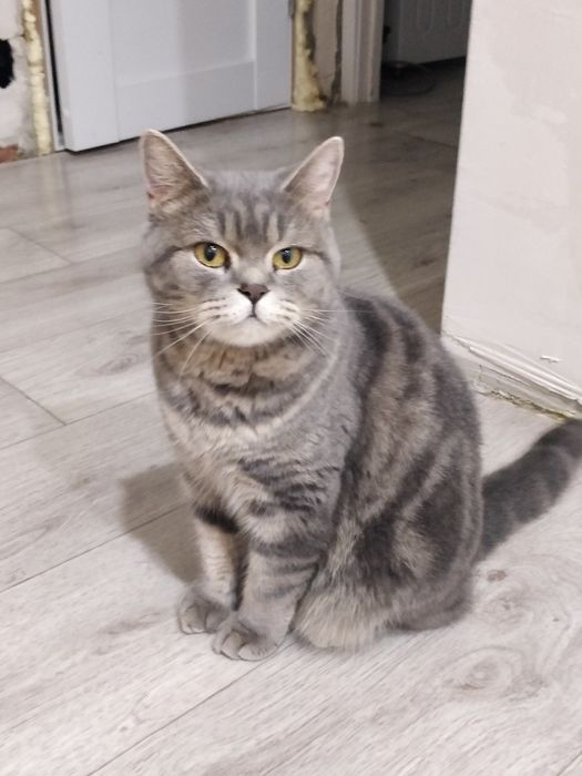 Отдам кошечку в добрые руки.