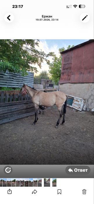 Тайлар сатылады Сортировкада тұр