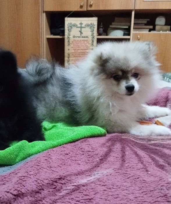 Предлагается щенок шпица