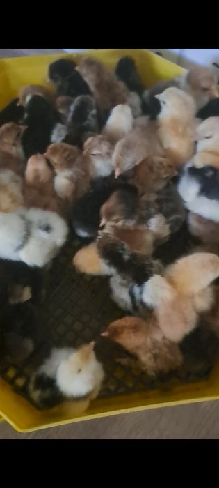 Pui brahma bobat si portelan