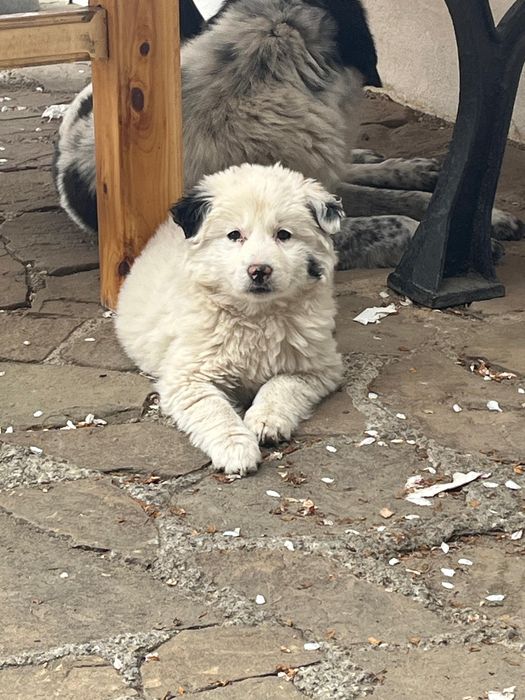 Donez cățeluș, are 4 luni, rasă metis