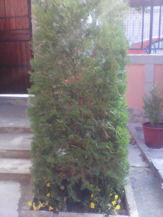 Източноевропейска Туя подходяща за огради Отстъпка