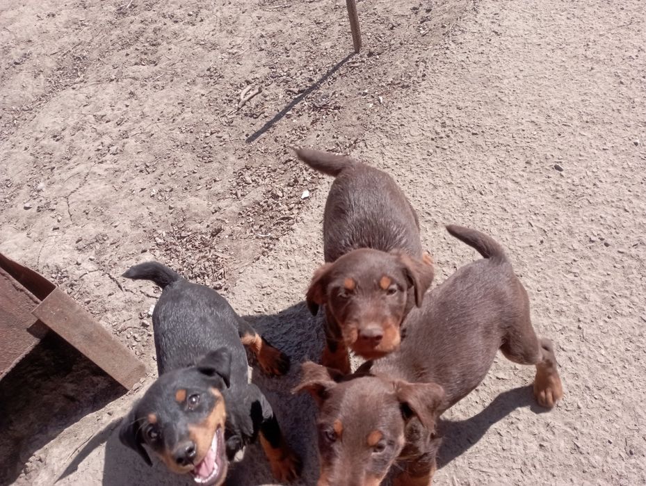 Продам щенков ягдтерьера