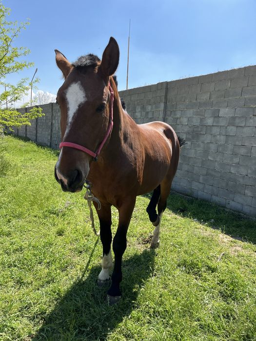 3 жасар міңгі жуас тай сатылады