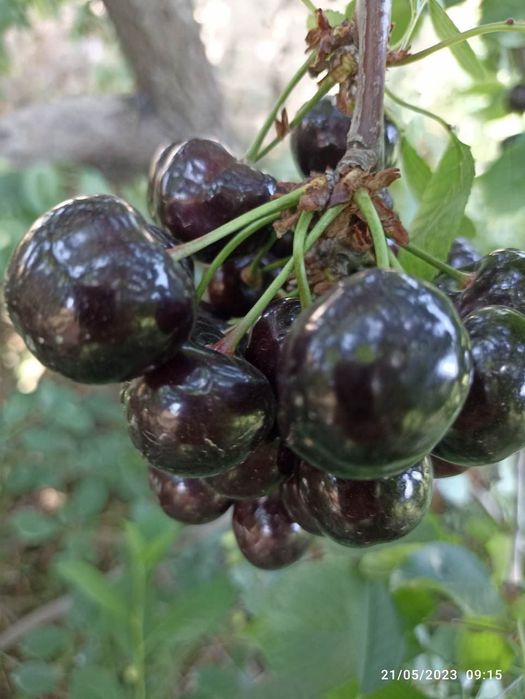 Gilos гилос  kuchatlari 13 xil sortimiz bor