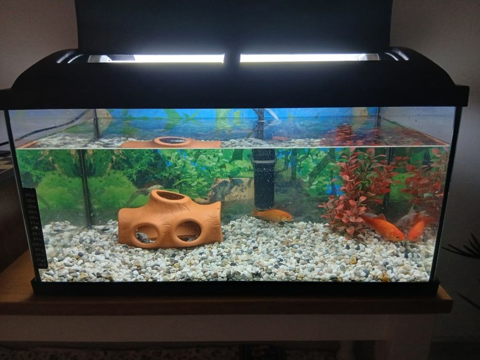 Acvariu cu pești
