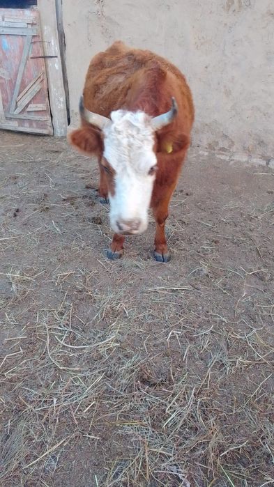 Сиыр сатылады, буаз бәрі