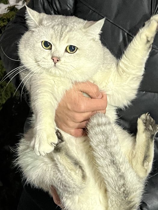 Вязка ! Премиум чистакровная Серебрестая Шиншилла NS11 привазной кошек