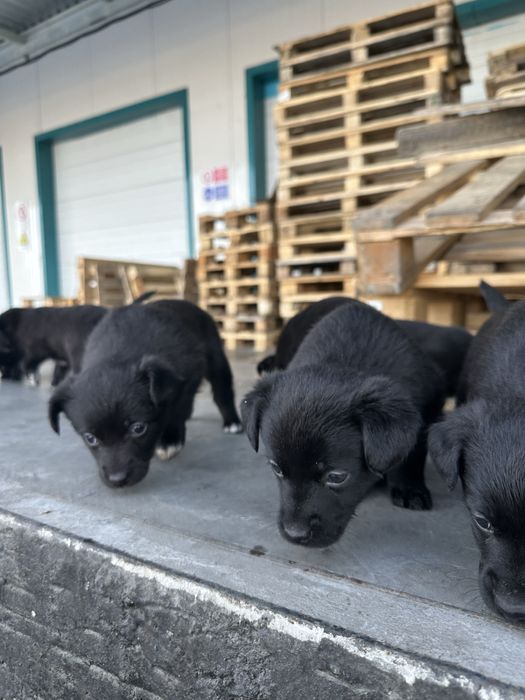 Отдам щенят в хорошие руки