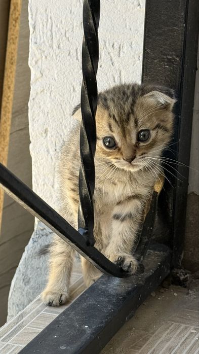 Шотландский вислоухий