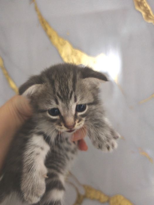 Продам милых котят