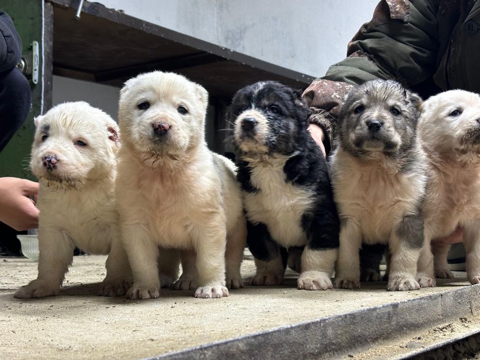 Төбет күшіктер..