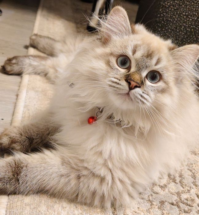 2 та “Невская маскарадная” мушукчалар сотилади