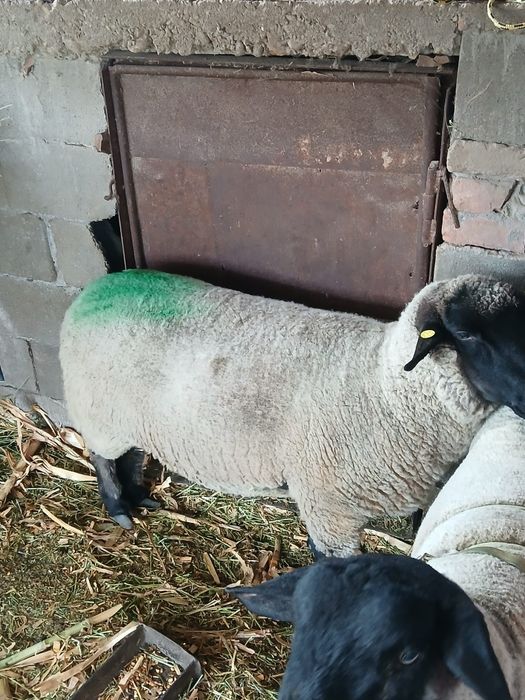Vand oaie suffolk originala gestanta