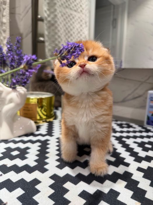 Породистые милые котята