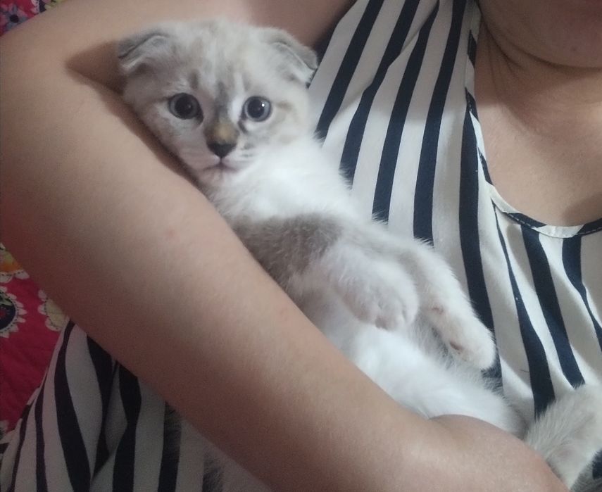Котенок-девочка 2месяца-Скоттиш-фолд