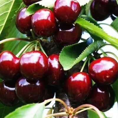 Гилос, Шафтоли, Ўрик, Нок